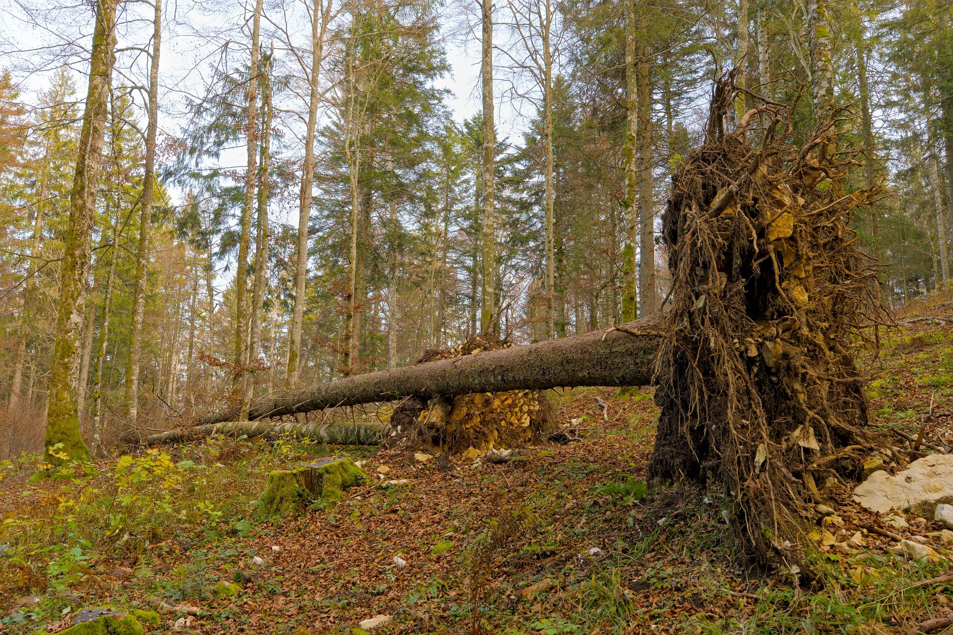 Enlèvement arbre urgence à La Roche-sur-Yon